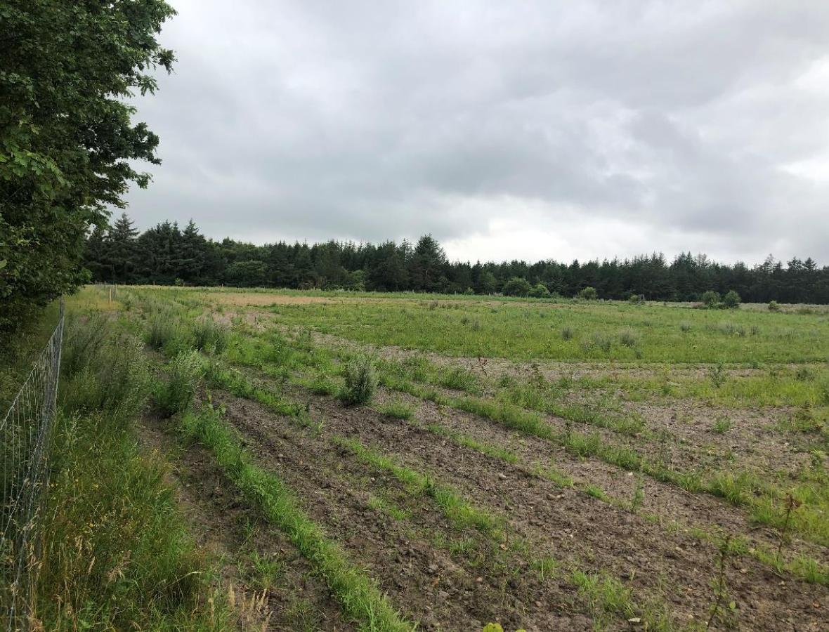foto af den nyplatede skov i nørre nebel