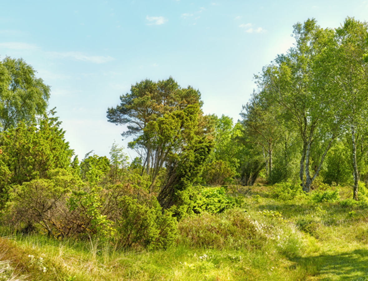 foto af naturlig tilgroet skovområde