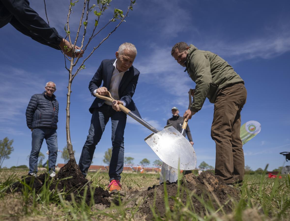 foto af to mænd der planter et træ 