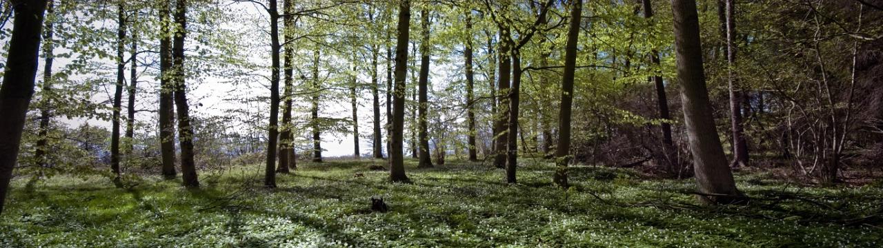 Bøgeskov med anemoner i skovbunden tidligt forår