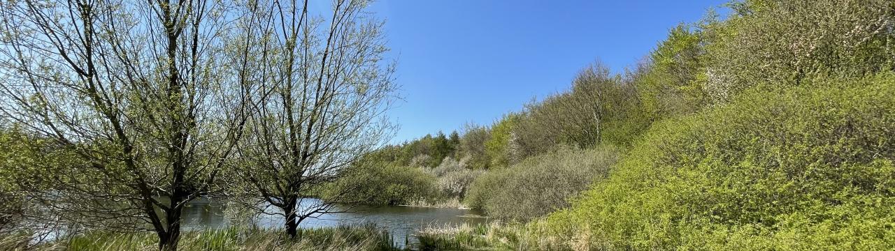 Billede af forårsgrøn skov med skovbryn og lille sø