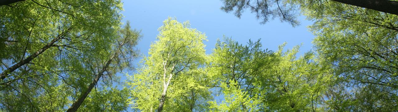 foto af træer set nedefra op mod blå himmel