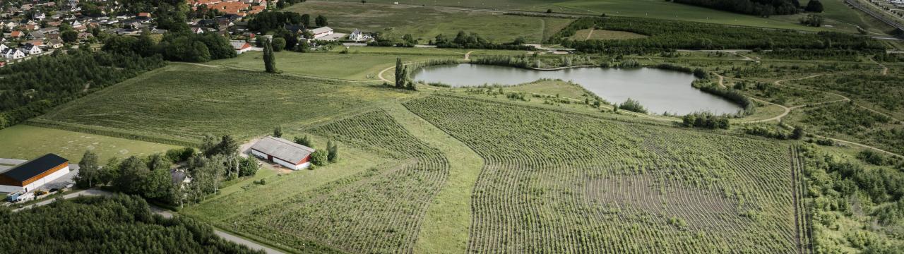 Landsbyskoven i Ishøj set oppe fra