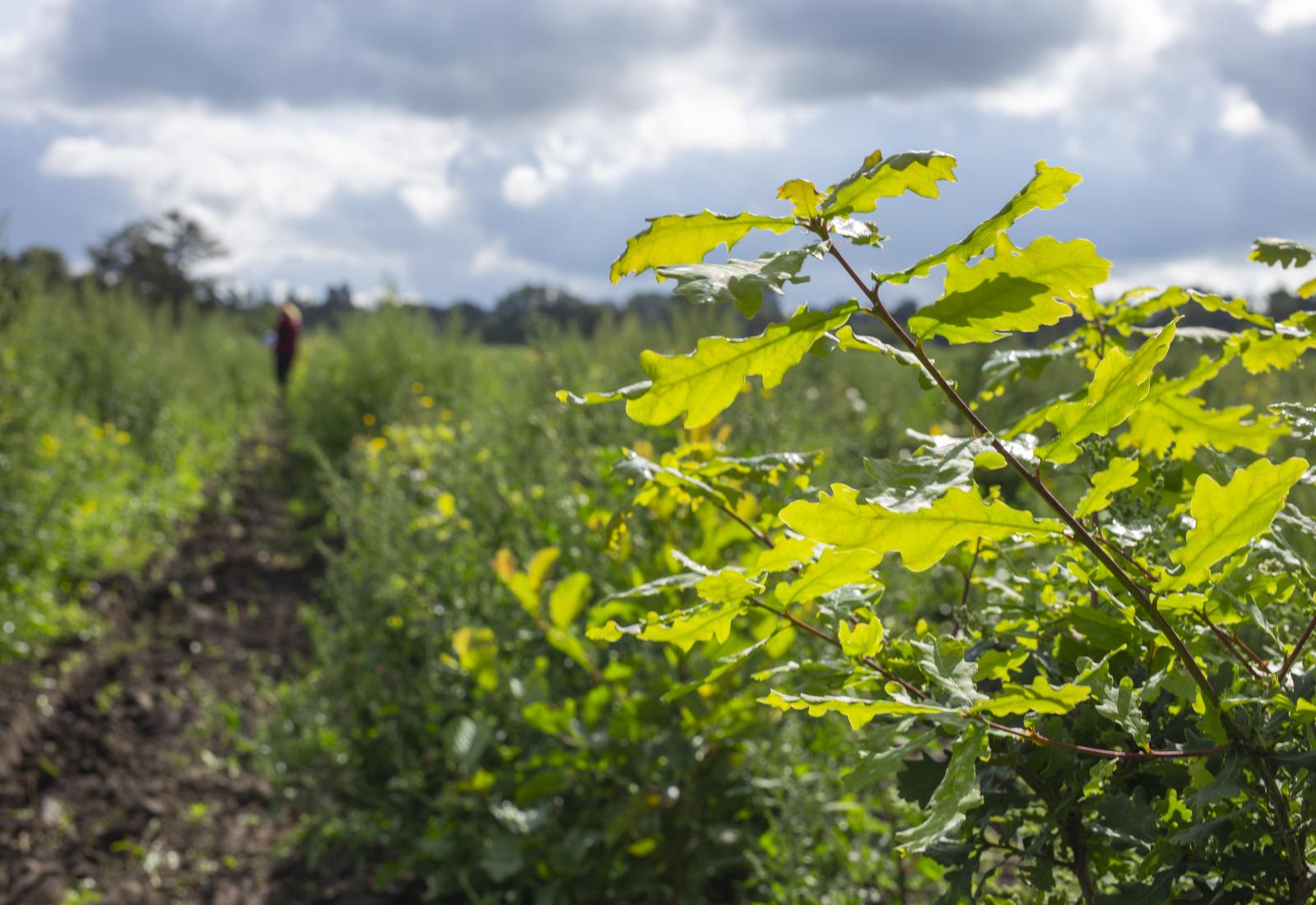 Billede fra nyplantet skov 