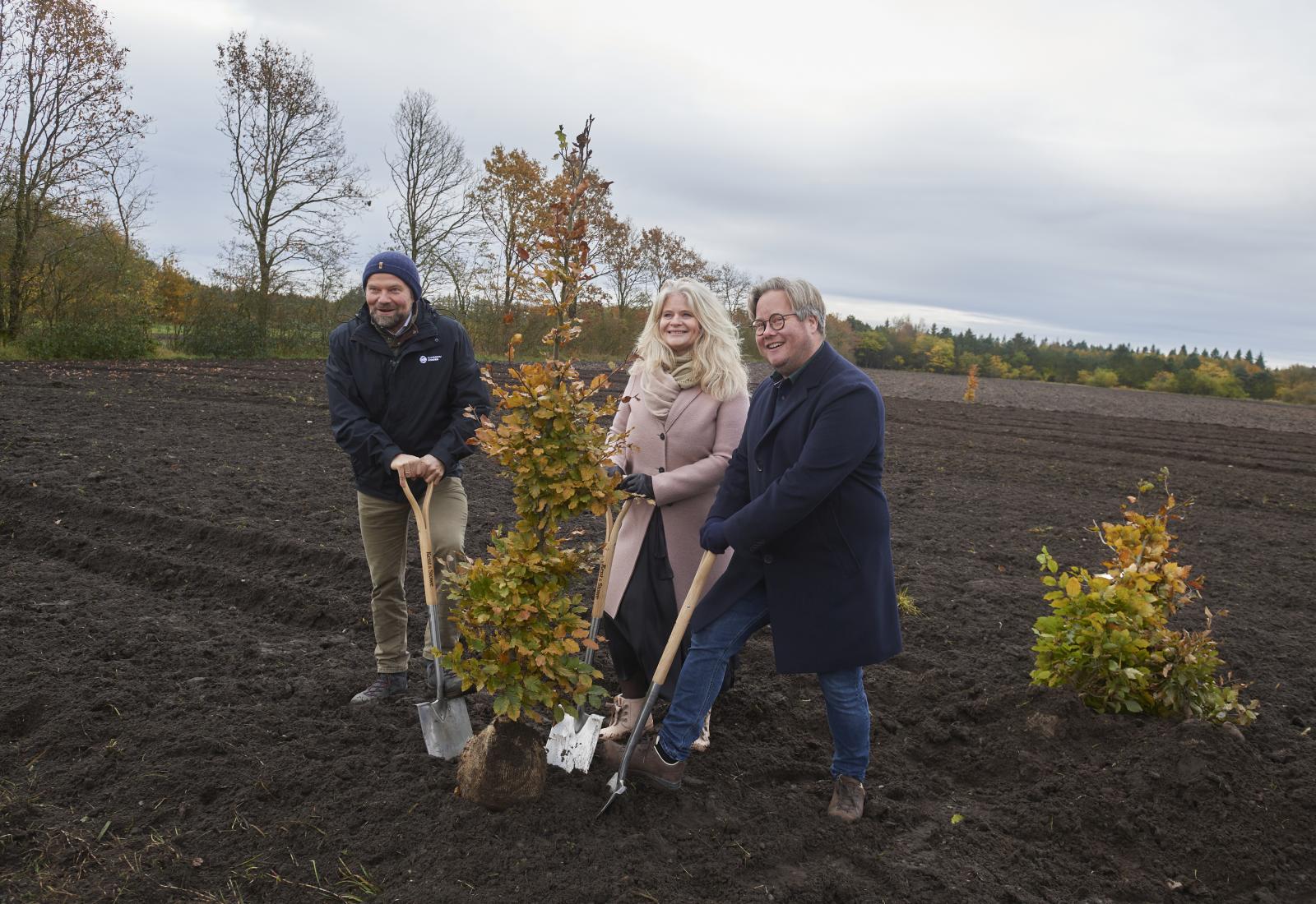 foto hvor der plantes bøgetræer på mark 