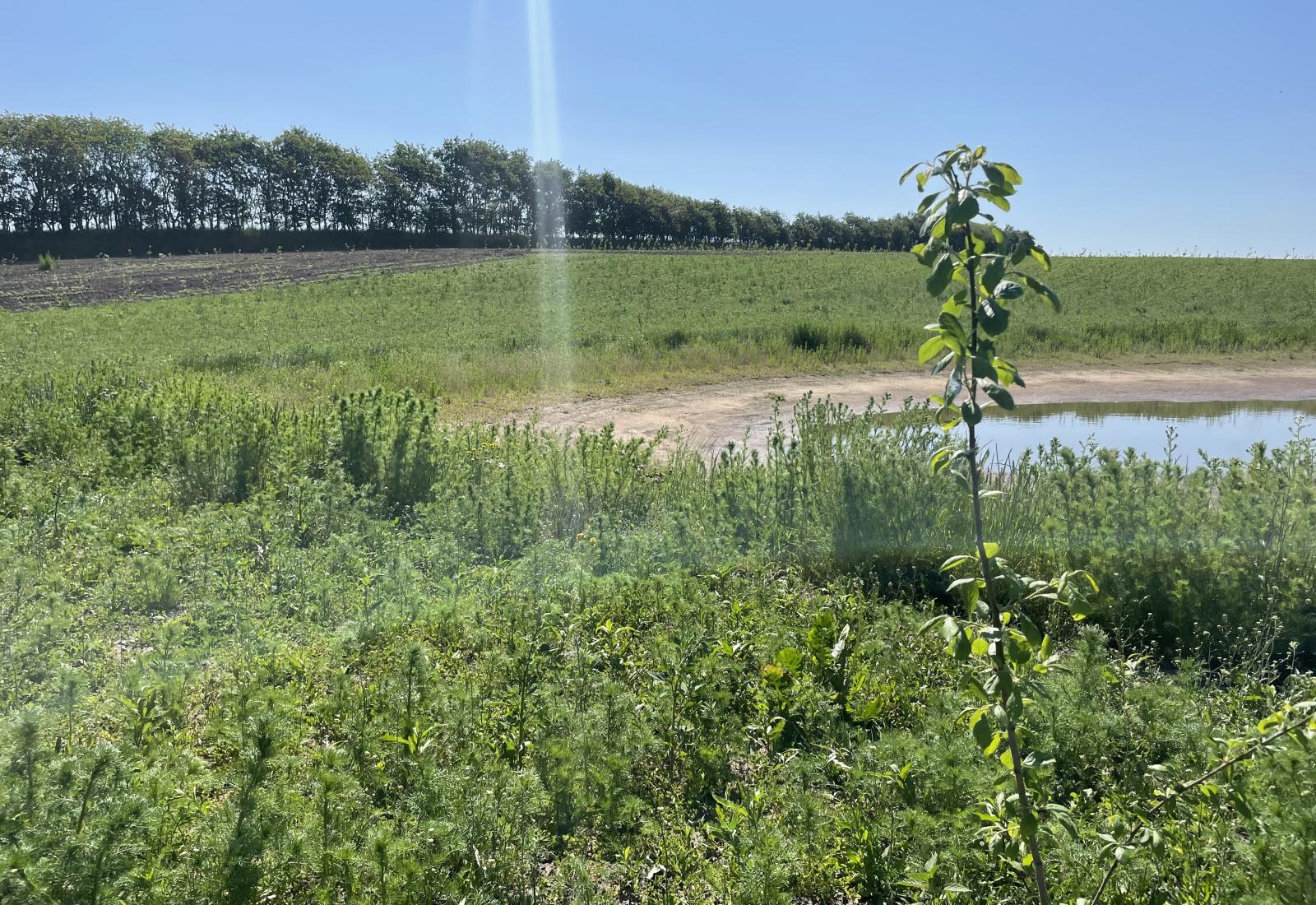 billede af nyt skovområde med æblegren i forgrunden og sø i baggrunden