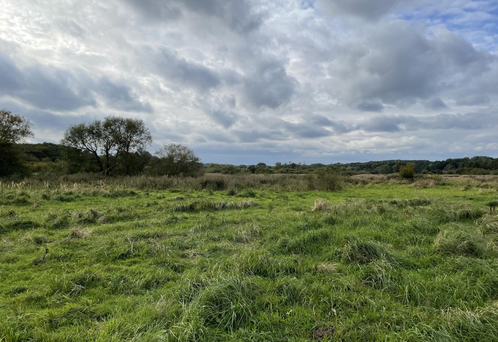 Foto af fladt naturområde i maglemosen 