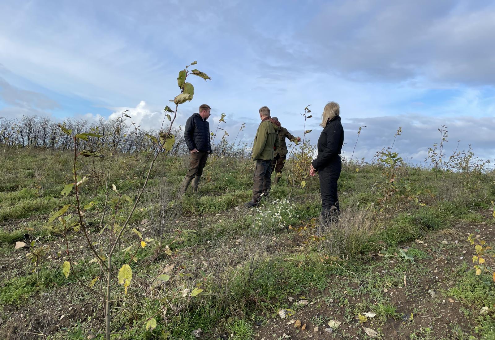 foto af mennesker i nyplantet skov