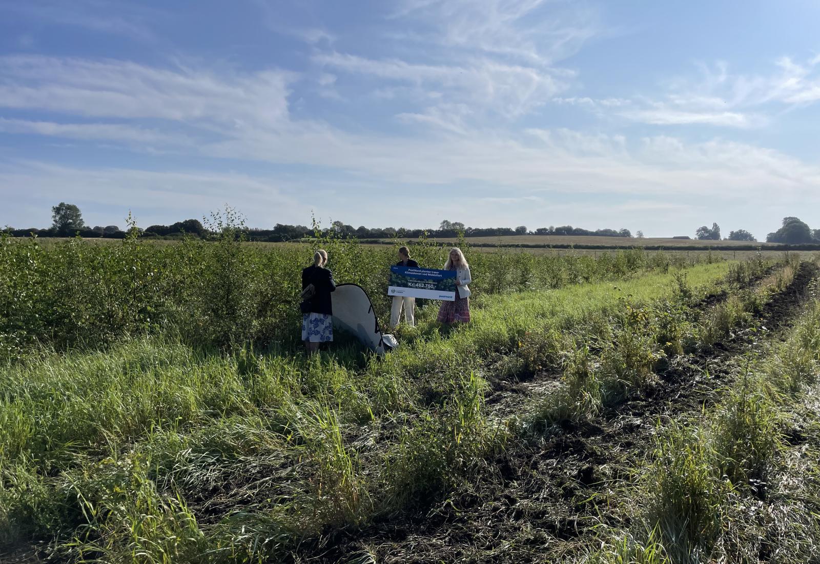 billede af nyplantet skov 