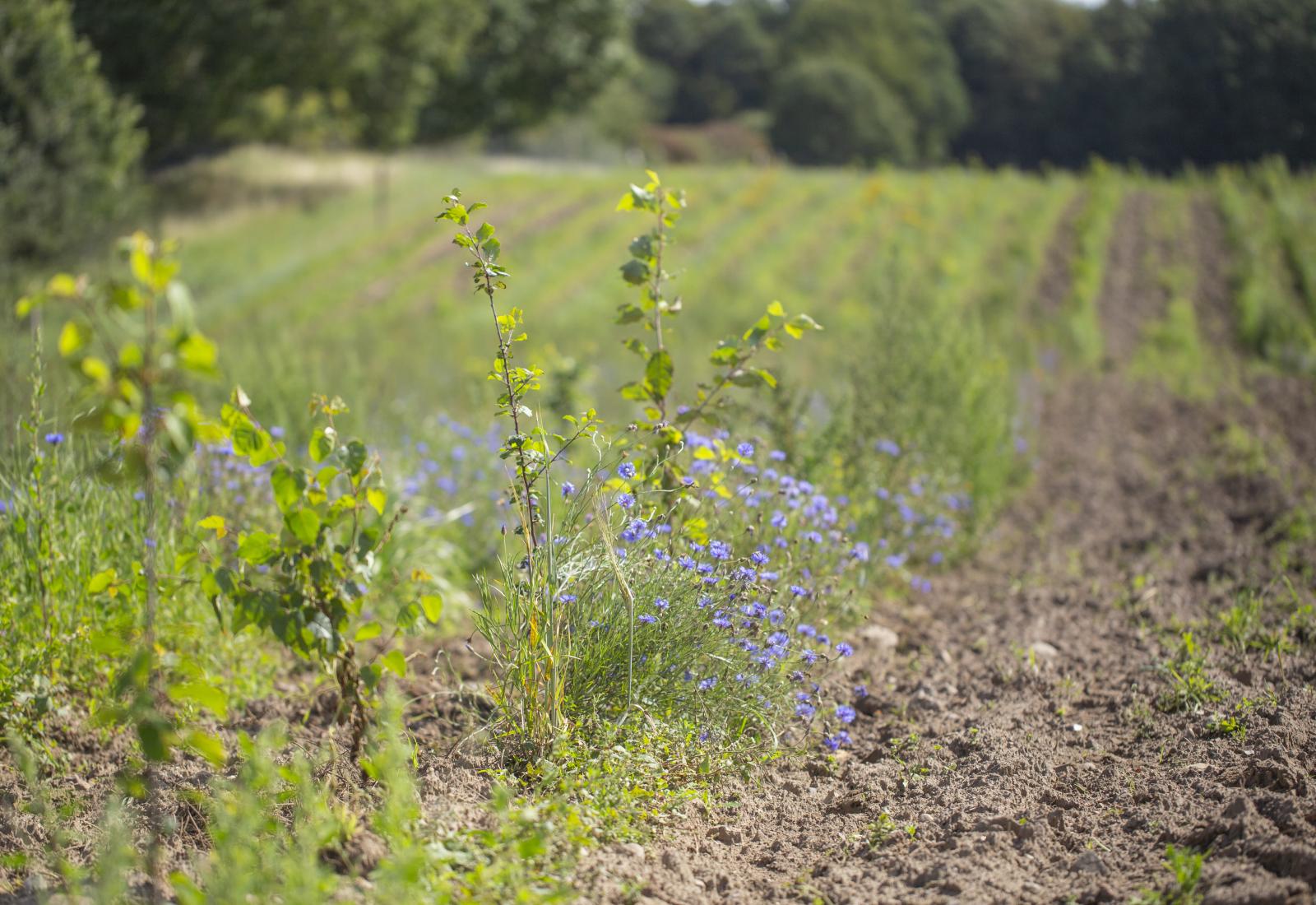 foto af rækker med nyplantede træer og blomster på mark