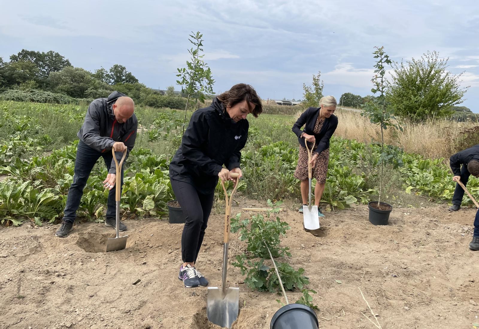 foto af at de første træer plantes på roemark