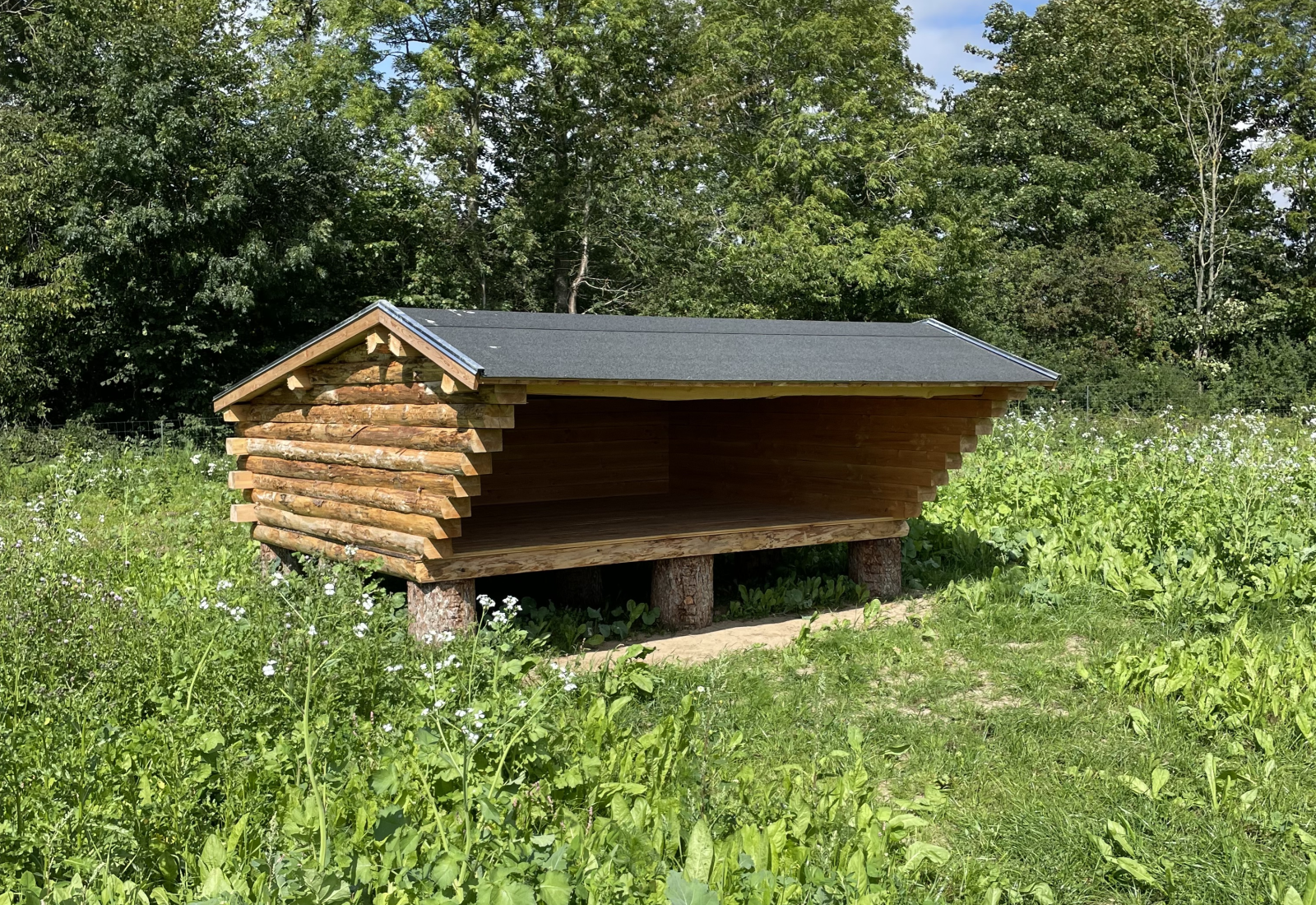 foto af shelter i nyplantet skov op ad skovbryn