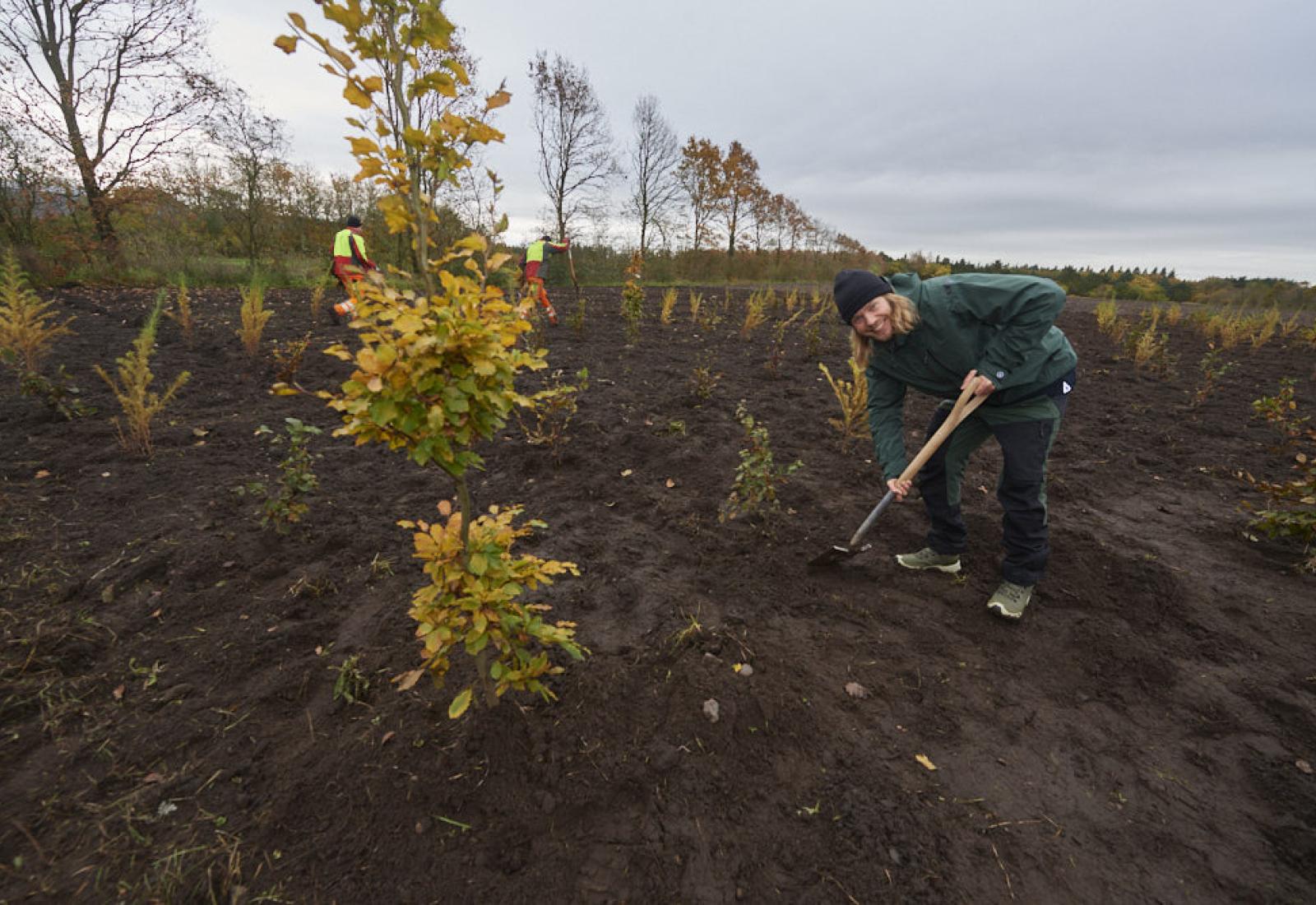 der plantes skov på mark