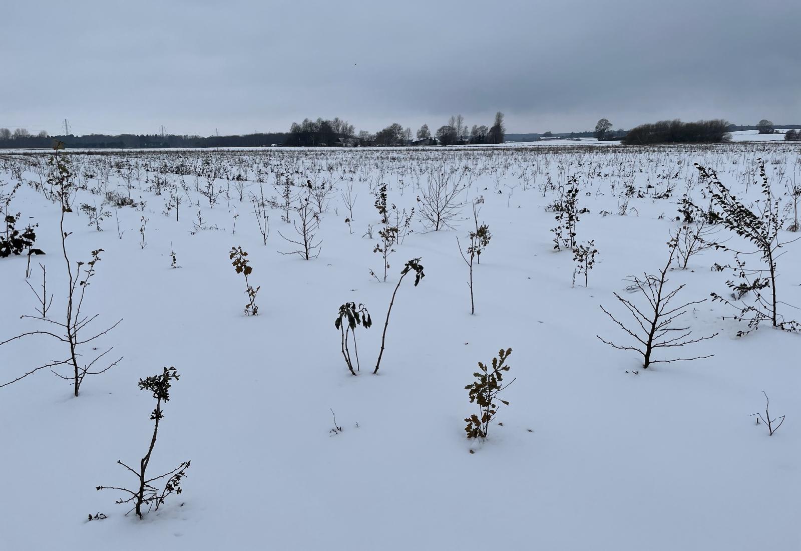 billeder af små træer i sne