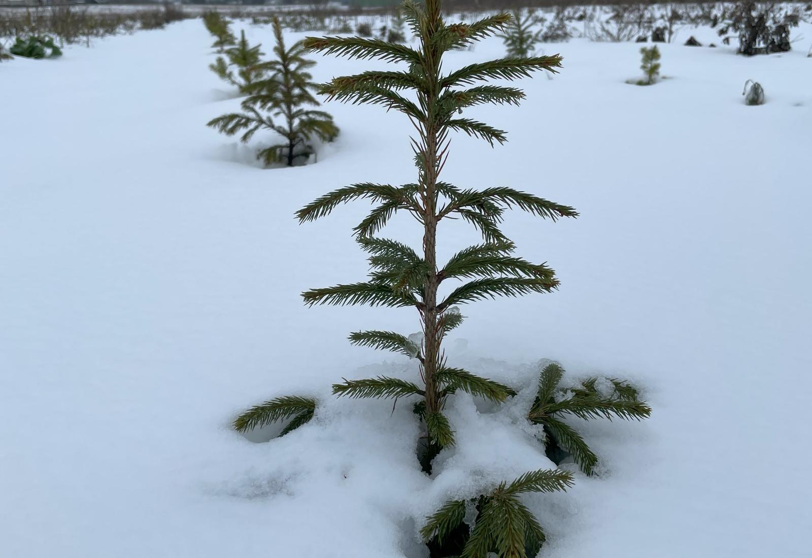 lille grantræ i sne