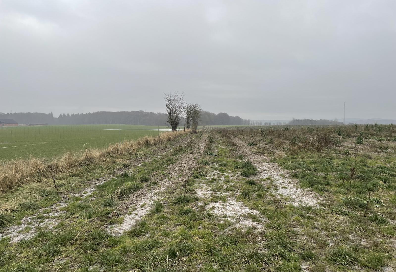 foto af nyplantet skov i tåge