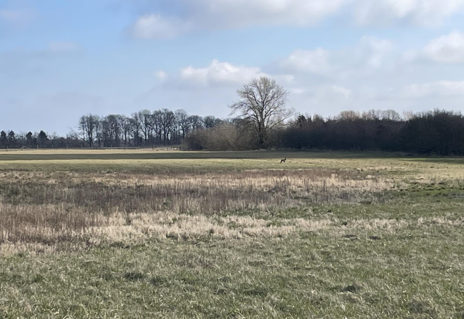 Foto af areal, hvor der skal plantes træer