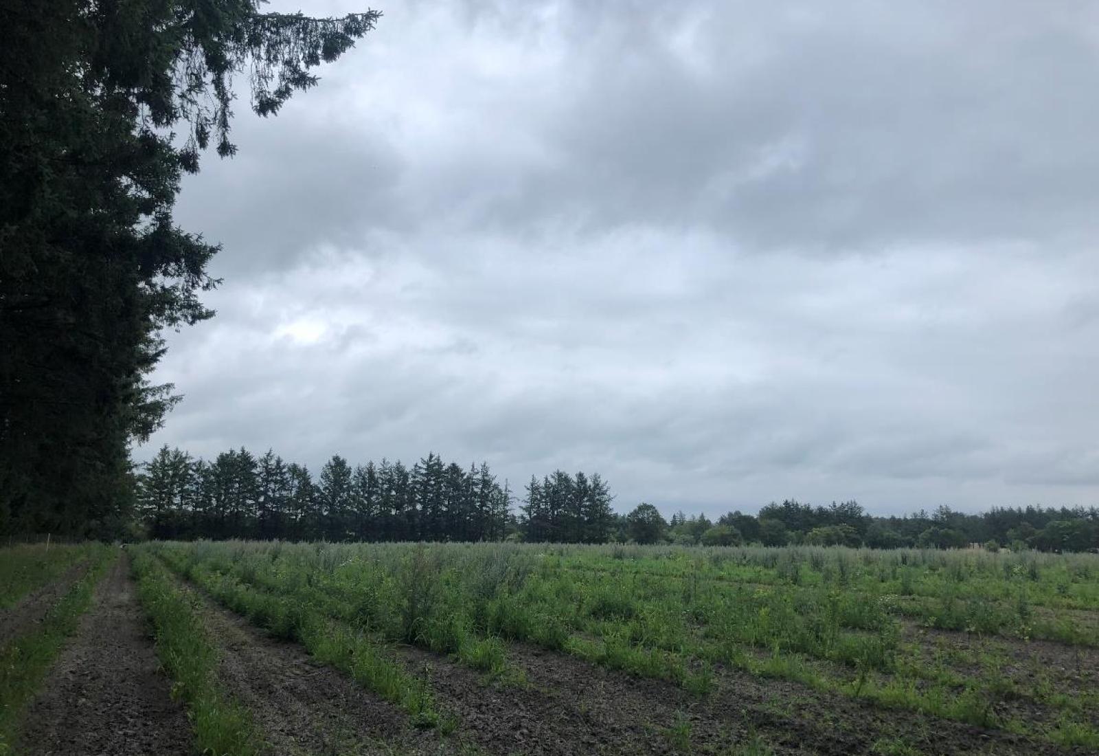 foto af den nyplatede skov i nørre nebel