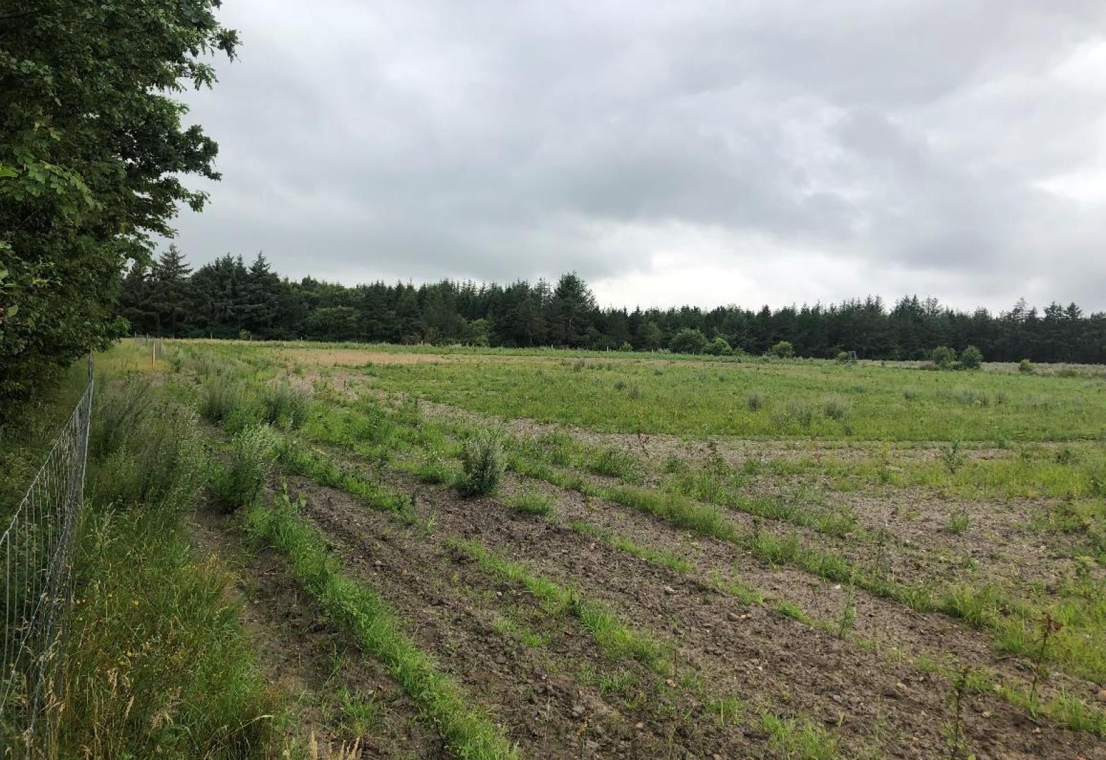foto af den nyplatede skov i nørre nebel