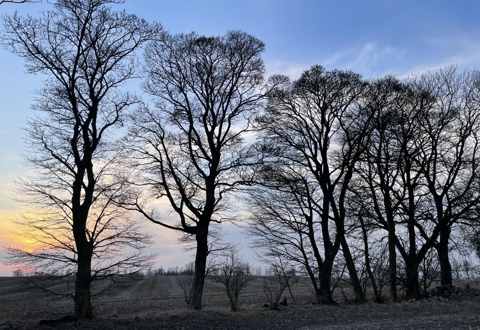 vejle ådal 