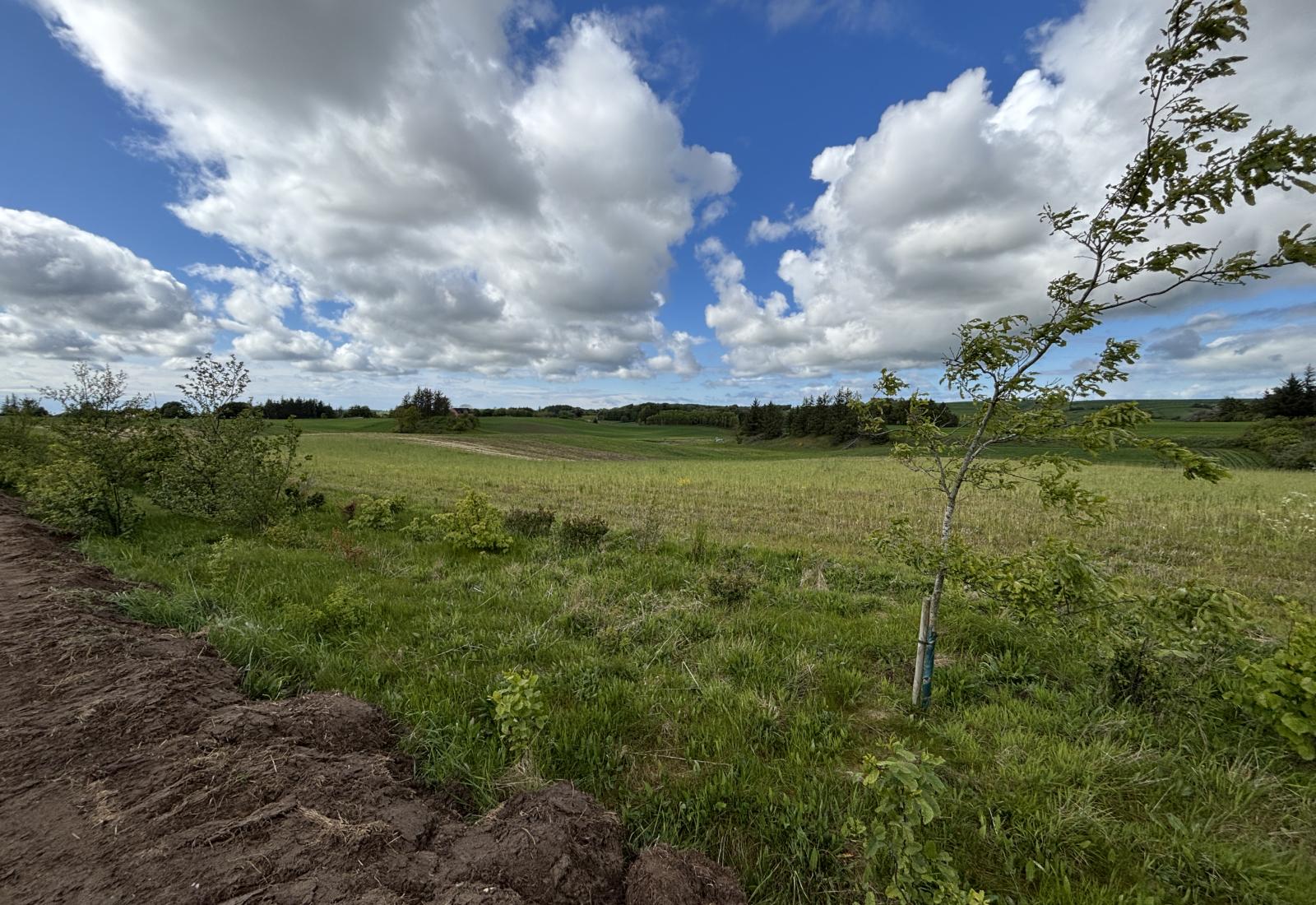 foto ud over landskabet hvor der er plantet ny skov