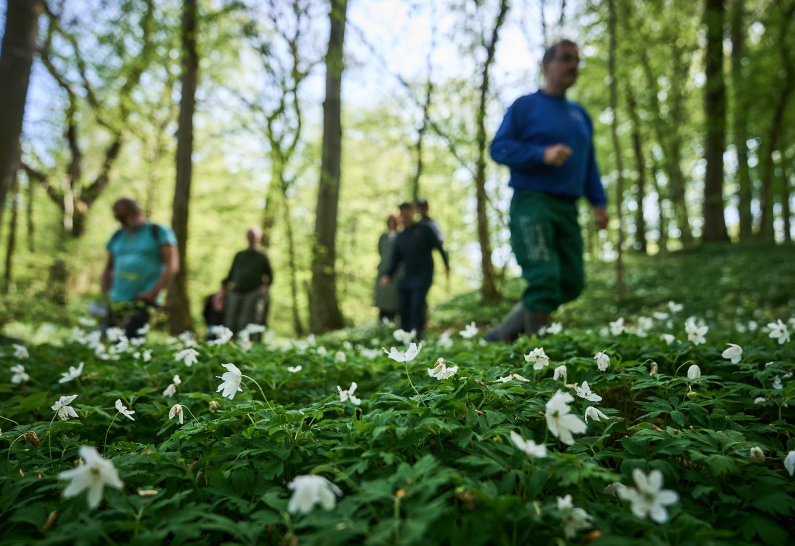 Lodsejer går gennem Haslund skov