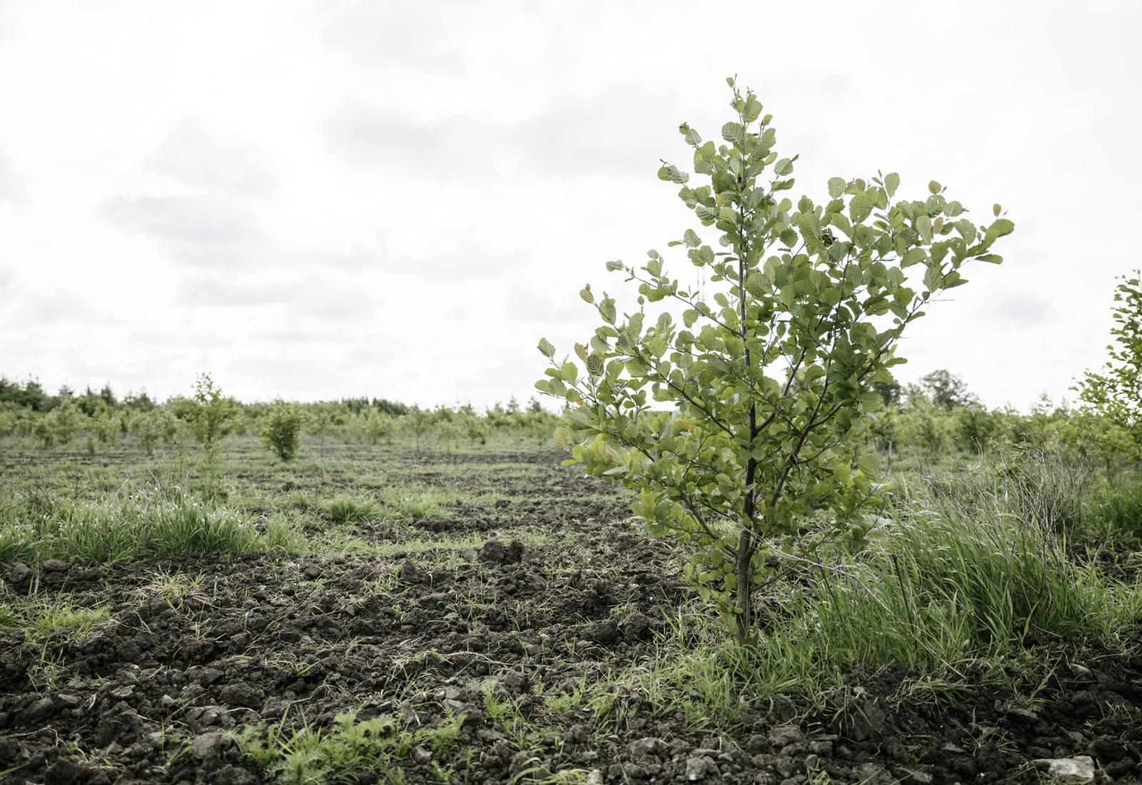 To år gammelt træ I Landsbyskoven