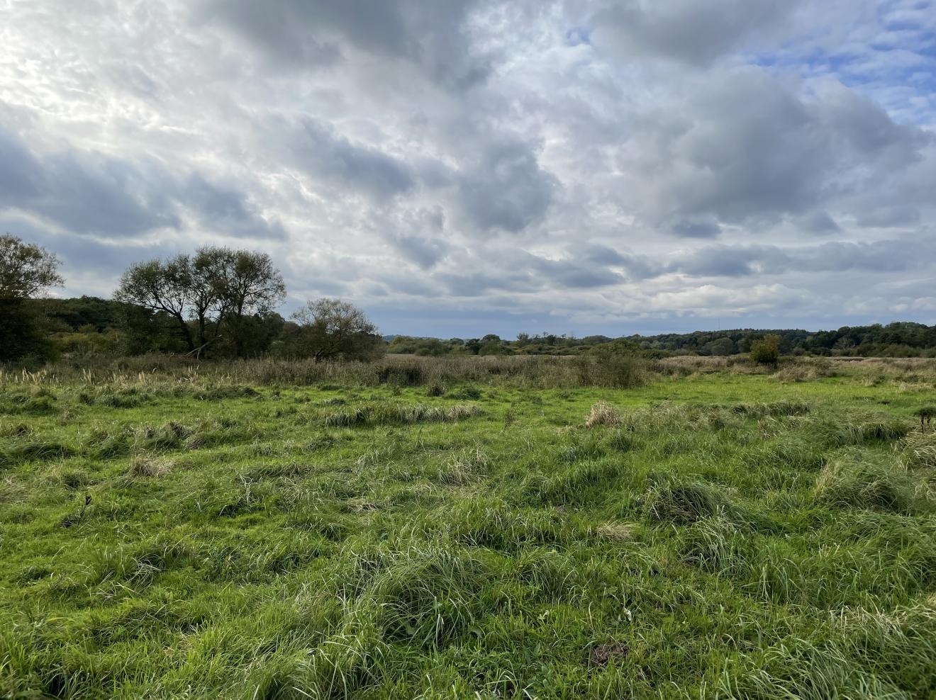 Foto af fladt naturområde i maglemosen 