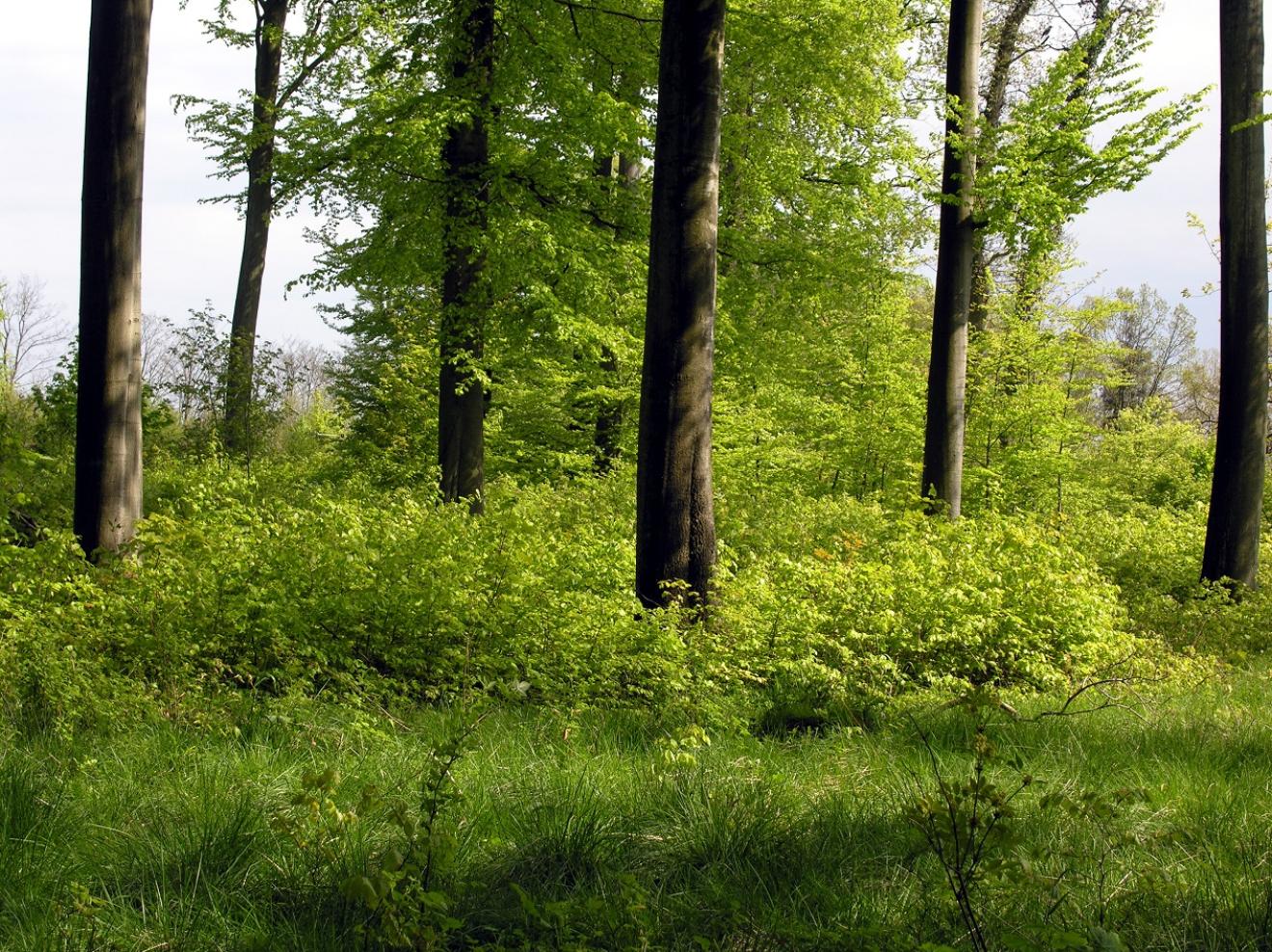 foto af forårsgrøn skov 