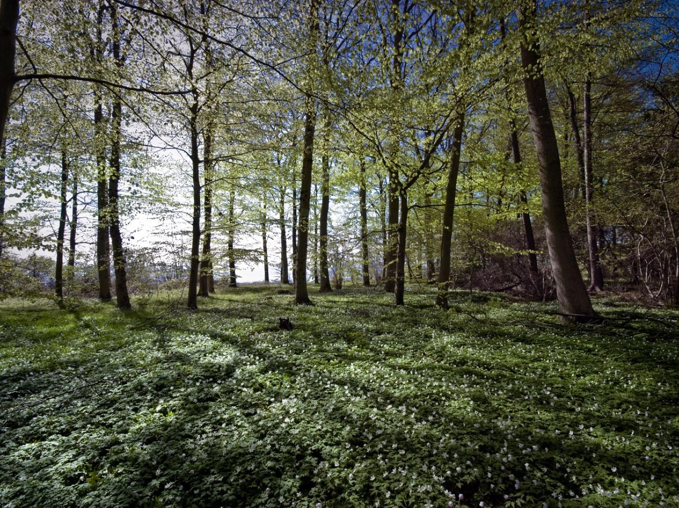 foto af skov