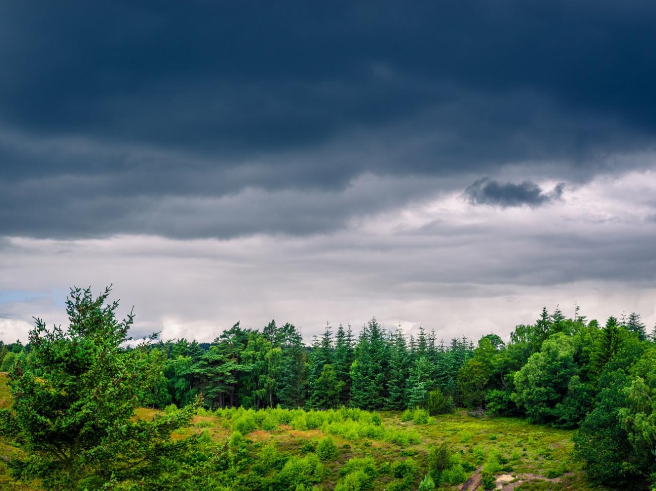 foto af skovbryn og mørk himmel
