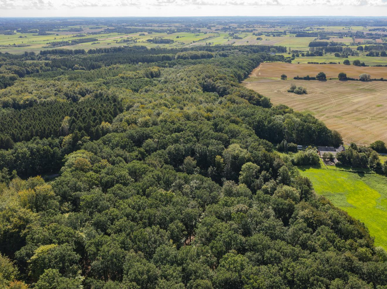 luftfoto af skovområde