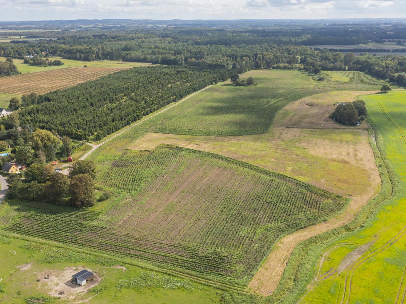 luftfoto af landskab med ny skov