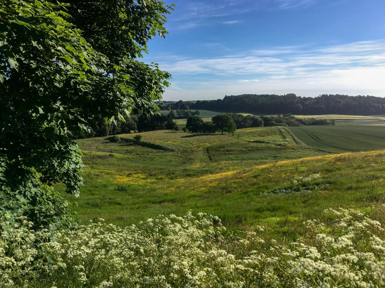 foto af skovbryn og marker