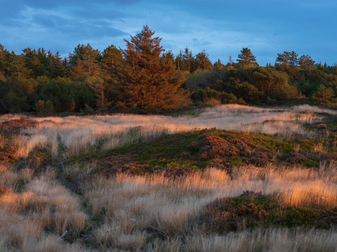foto af skov ved ringkøbing