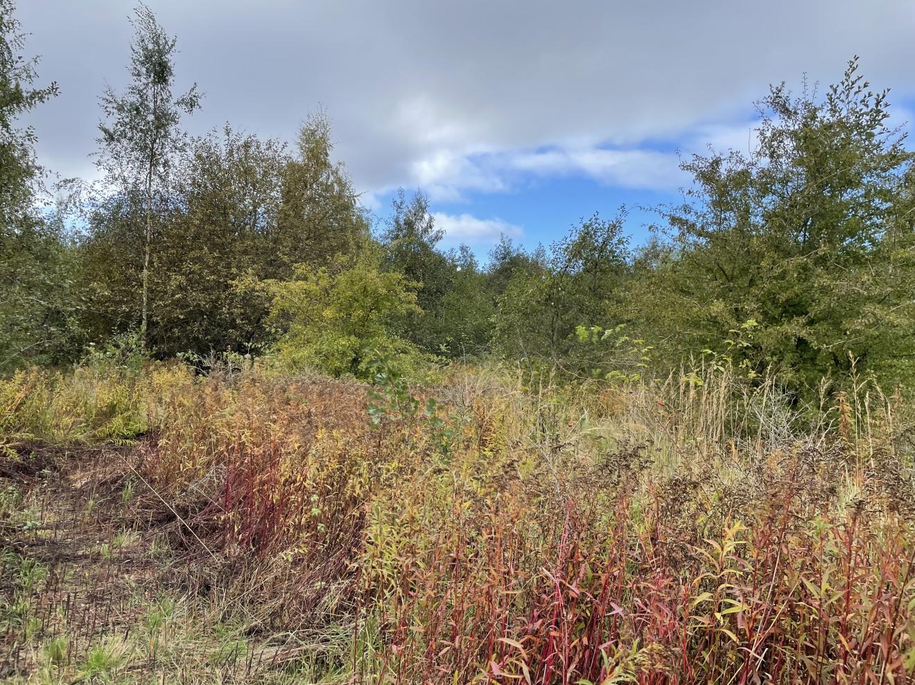 foto af naturområde