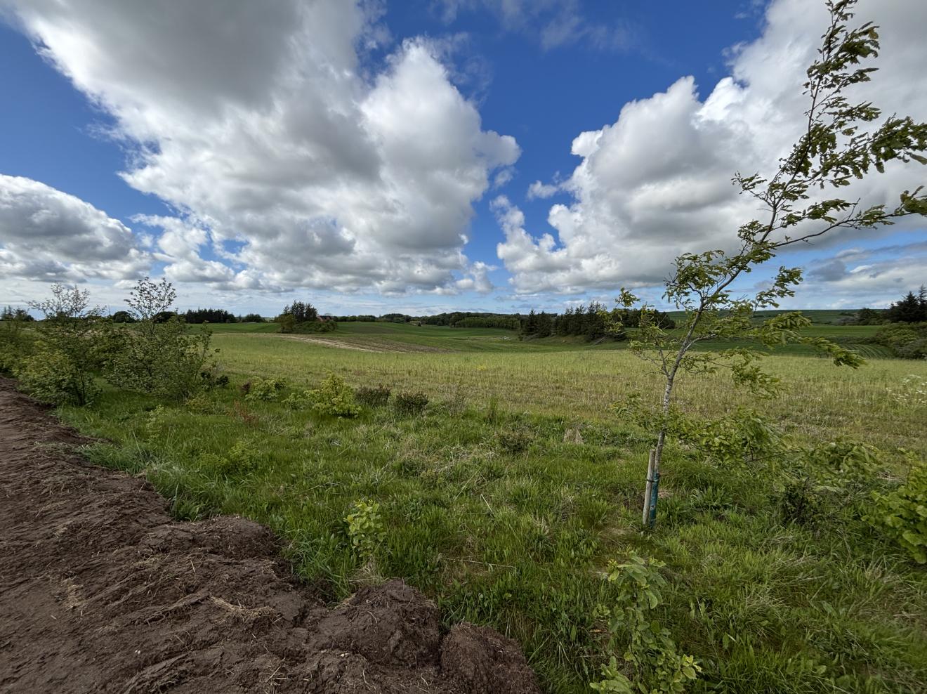 foto ud over landskabet hvor der er plantet ny skov