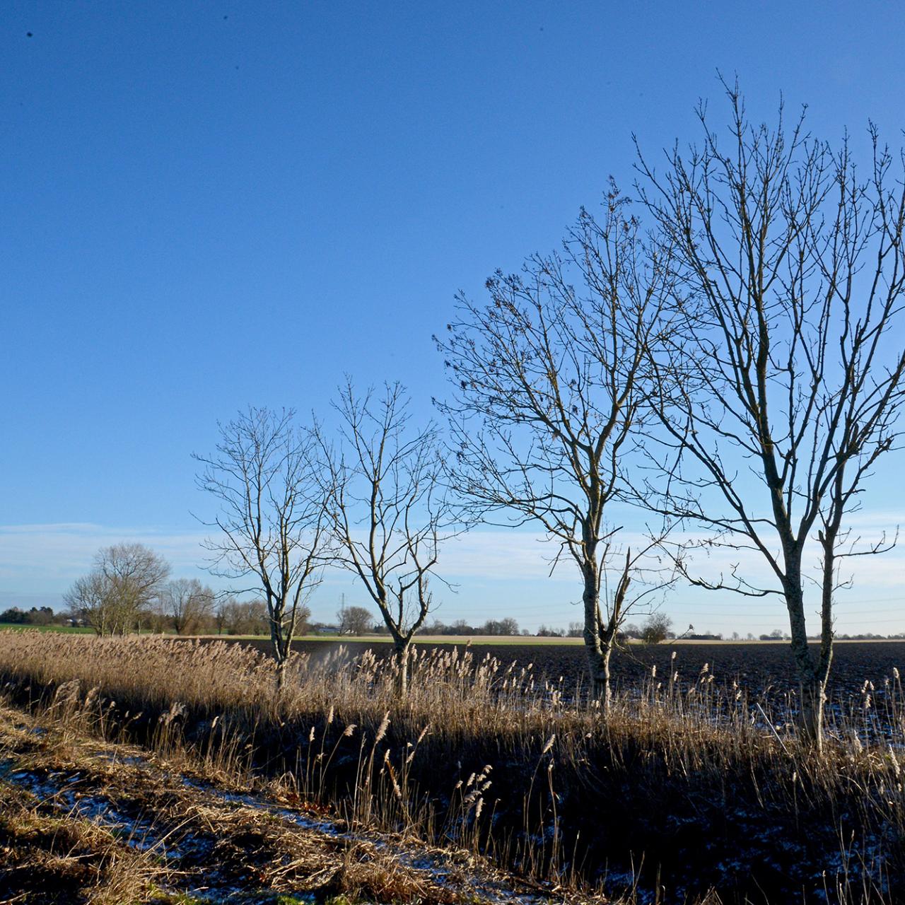 Natur-og-blaa-himmel