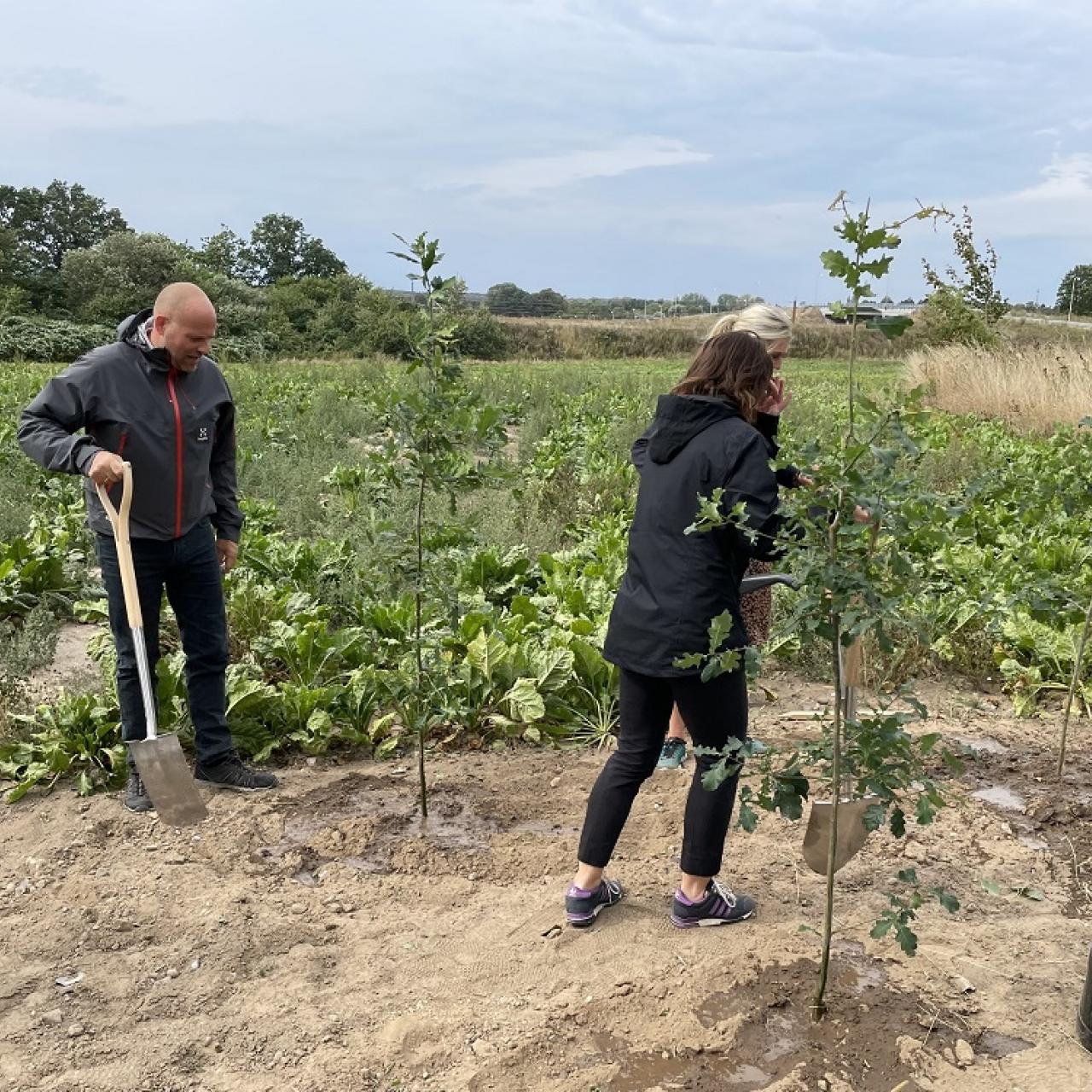 der plantes træer på mark i vordingborg