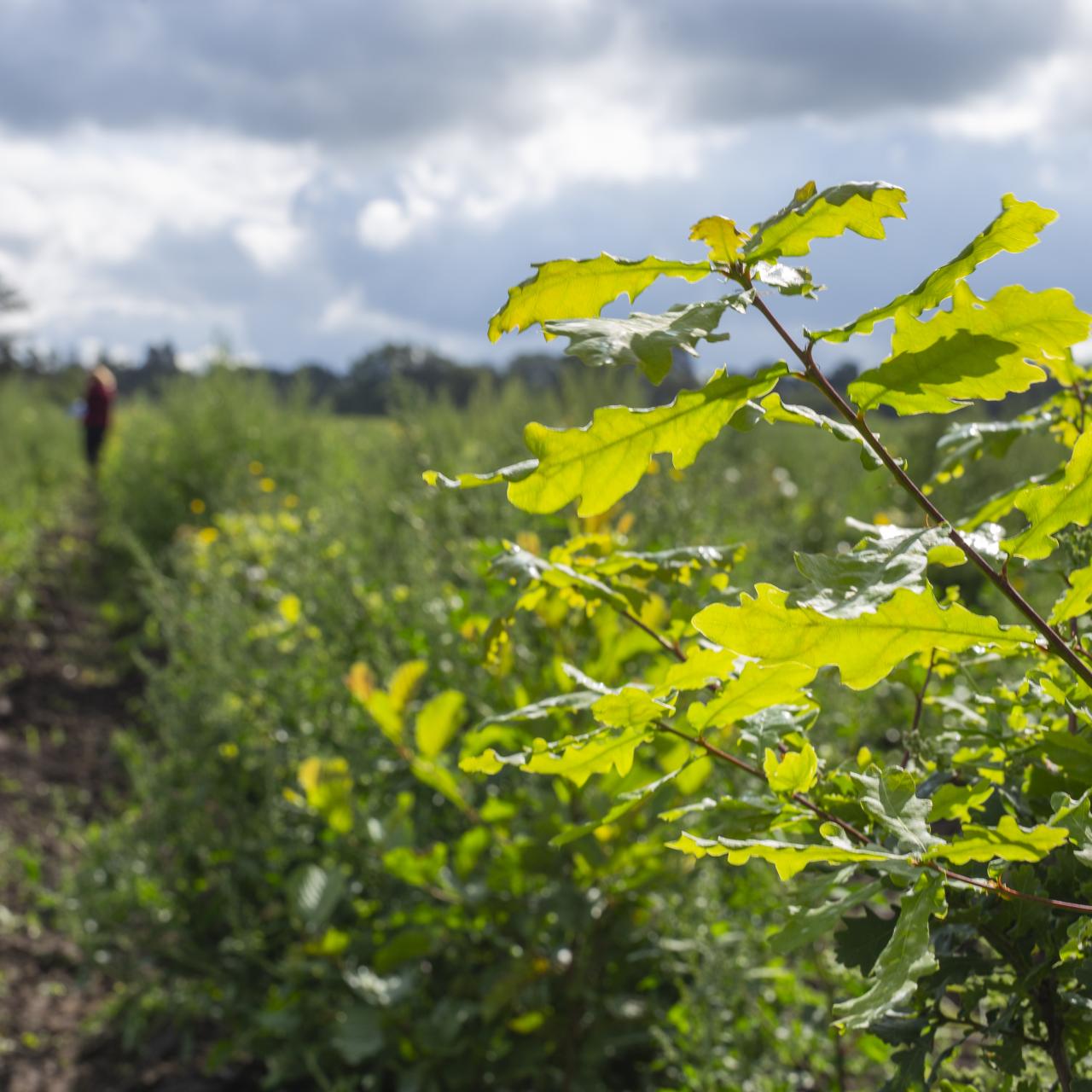 Billede fra nyplantet skov 