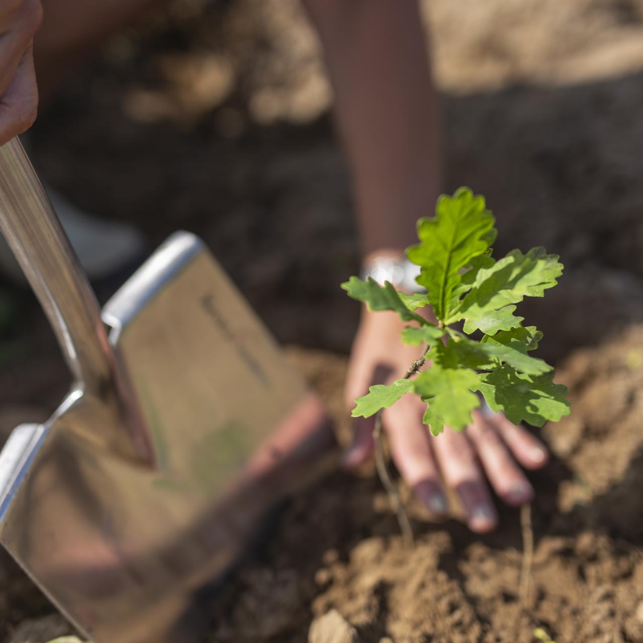 Spade der planter lille egetræ 