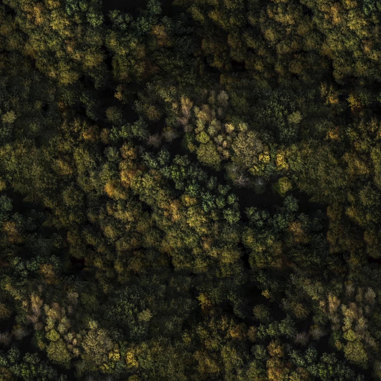 Urørt skov drone fra Klimaskovfonden