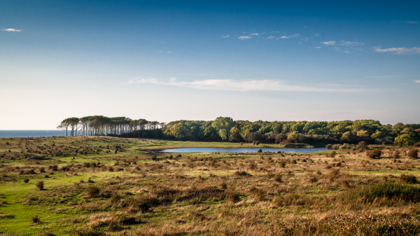 foto af Landskab med skov og vådområde på langeland