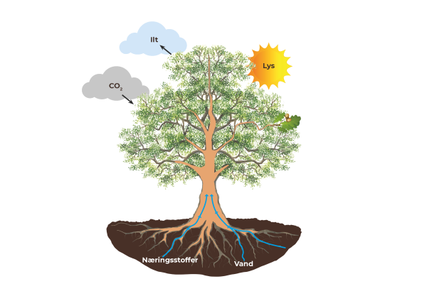 illustration af processen med fotosyntese 