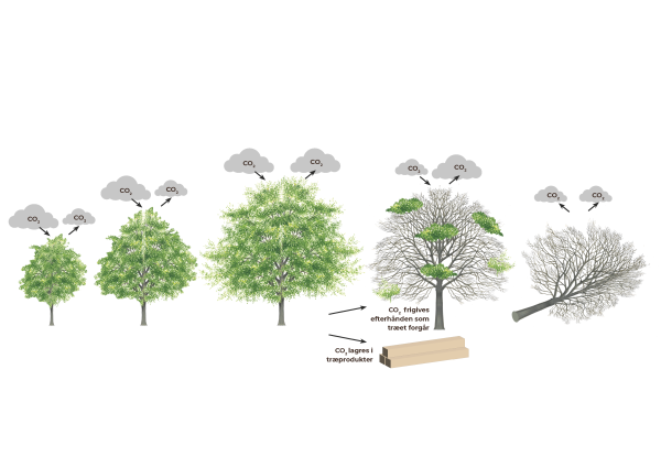 illustration af træers vækst og co2-binding over tid