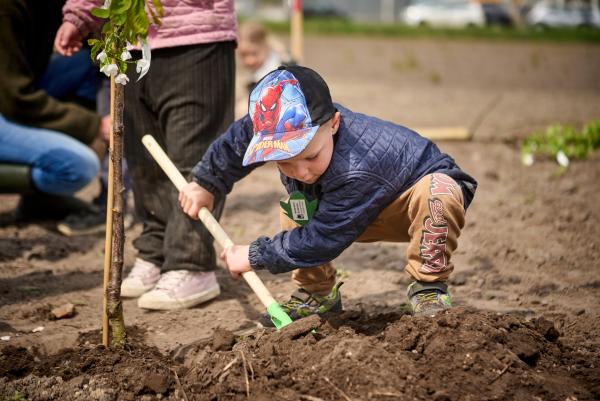 foto af dreng der planter et træ