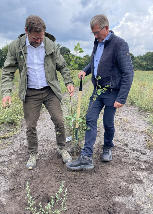 foto af mænde der planter træ
