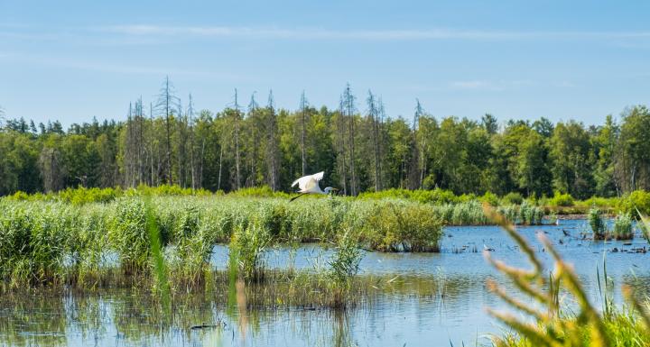 Biodiversitet lavbund