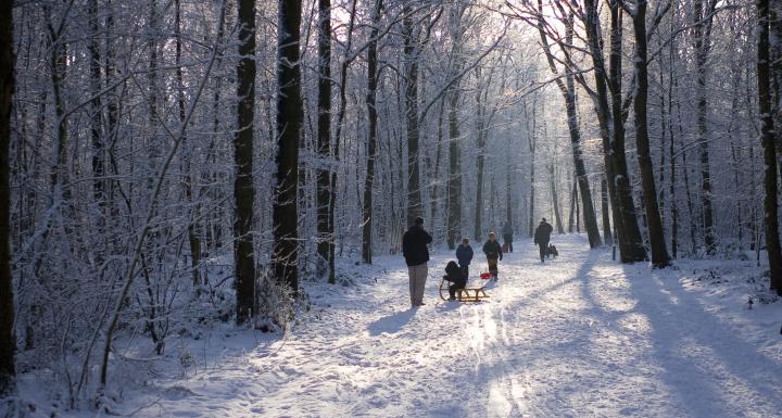 vinterskov