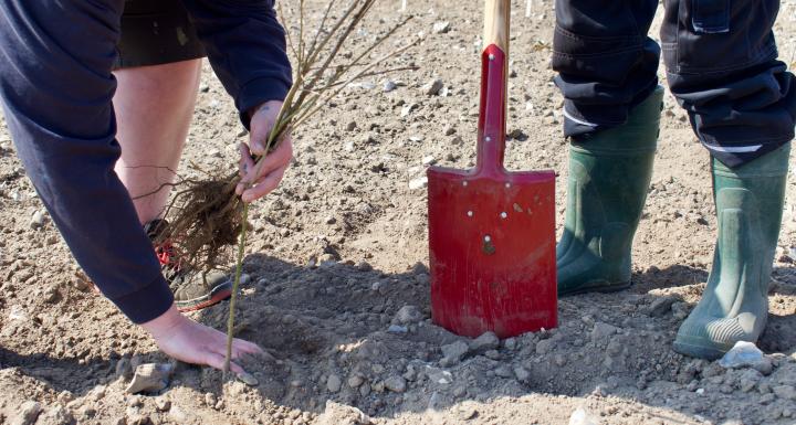 Spade og folk i gummistøvler planter træer på mark
